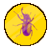 Bug Gynandromorph Intersex